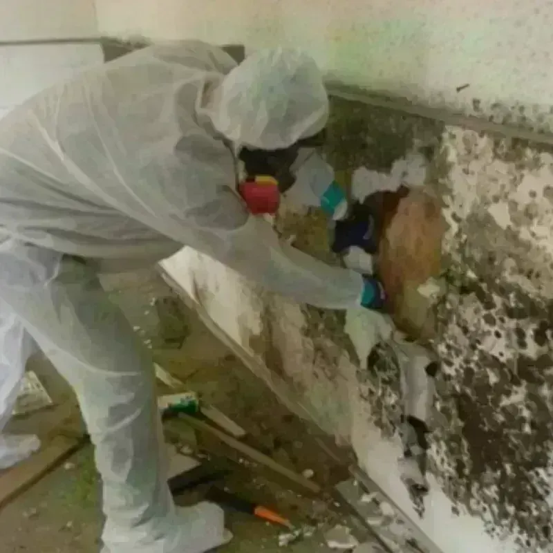 Mold Remediation and Removal in Krotz Springs, LA